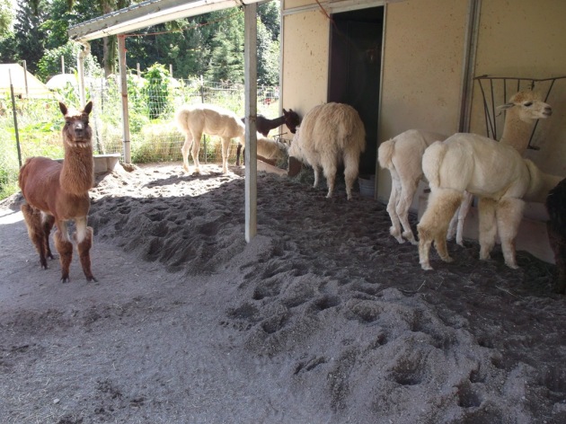 Small Animal Barn Plans