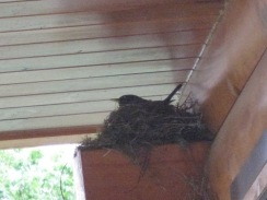 05-22-10 Robin's Nest 002