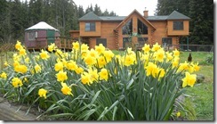 Spring Daffodils at the Lincoln Log Home