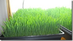 02-20-12 Barley Fodder sprouting 008