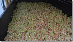 02-20-12 Barley Fodder sprouting 011